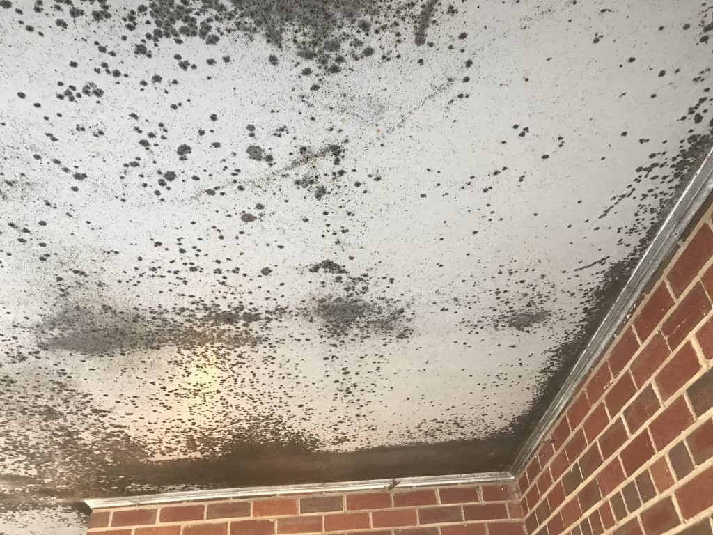 What Is Black Mold Superior Damage Restoration